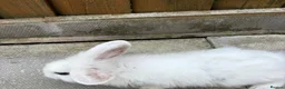 Mini Lop rabbits for sale: 3 calm lops for sale need gone urgently ready now - Advert 3