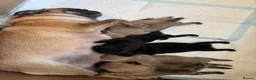 Pug dogs for sale: Beautiful Litter Of Pug Puppies All Girls  - Advert 16