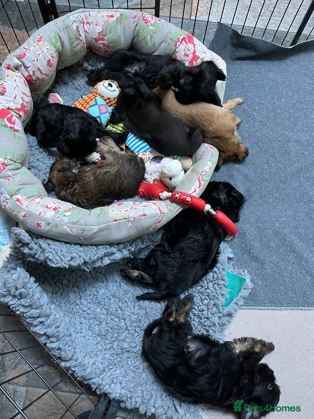 Griffon Bruxellois dogs for sale: New Kids on the Block - Image 15