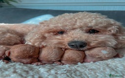 Cavapoochon dogs for sale: Adorable Cavapochoon Puppies - Image 6