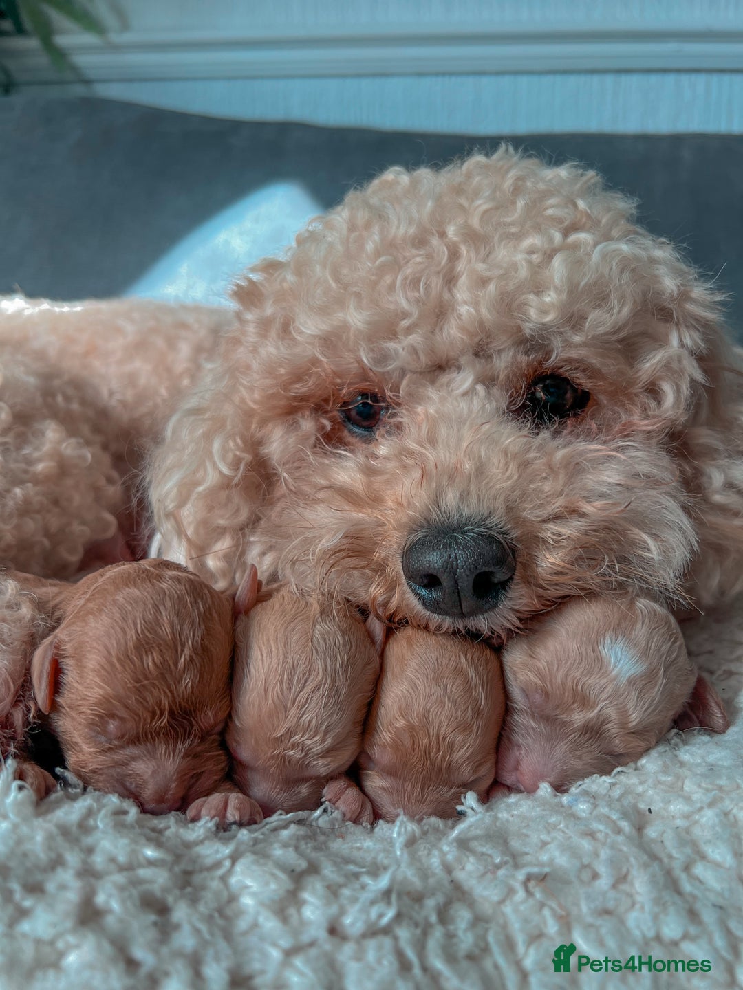 Cavapoochon dogs for sale: Adorable Cavapochoon Puppies - Image 6