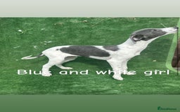 Whippet dogs for sale: Top quality whippet puppies - Image 11