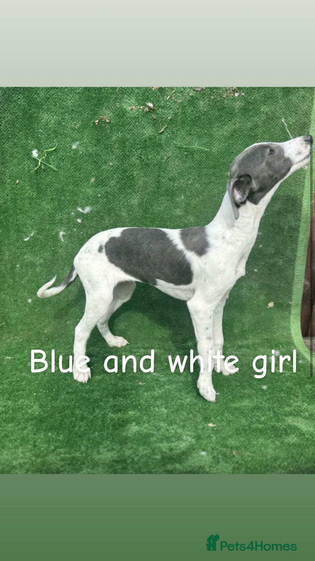 Whippet dogs for sale: Top quality whippet puppies - Image 11