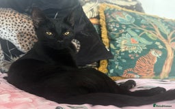 Domestic Shorthair cats for sale: X2 tabby X1 black  - Image 4