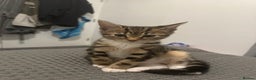 Mixed Breed cats for sale: Energetic & playful Tabby cat - Advert 10