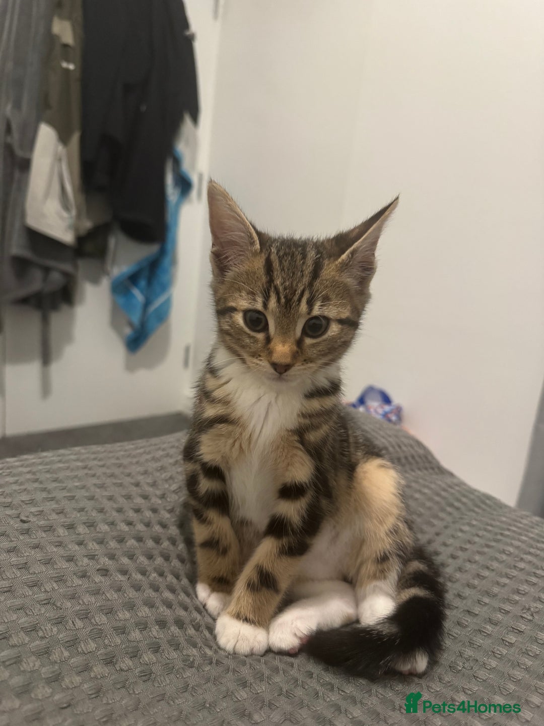 Mixed Breed cats for sale: Energetic & playful Tabby cat - Advert 10