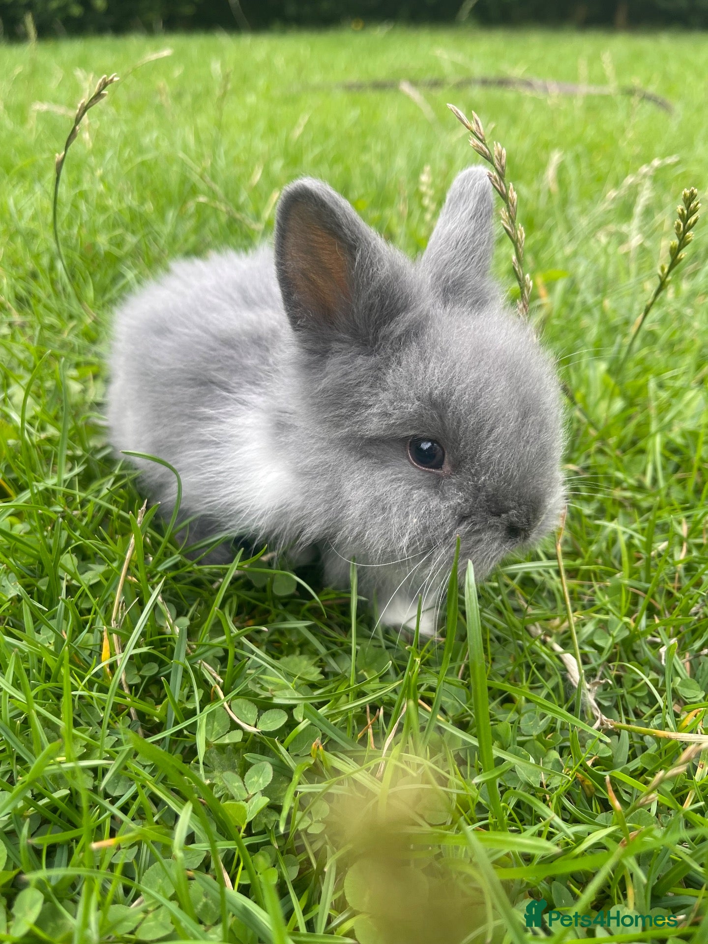 Lionhead rabbits Adorable Lionhead Bunnies  - Advert 1