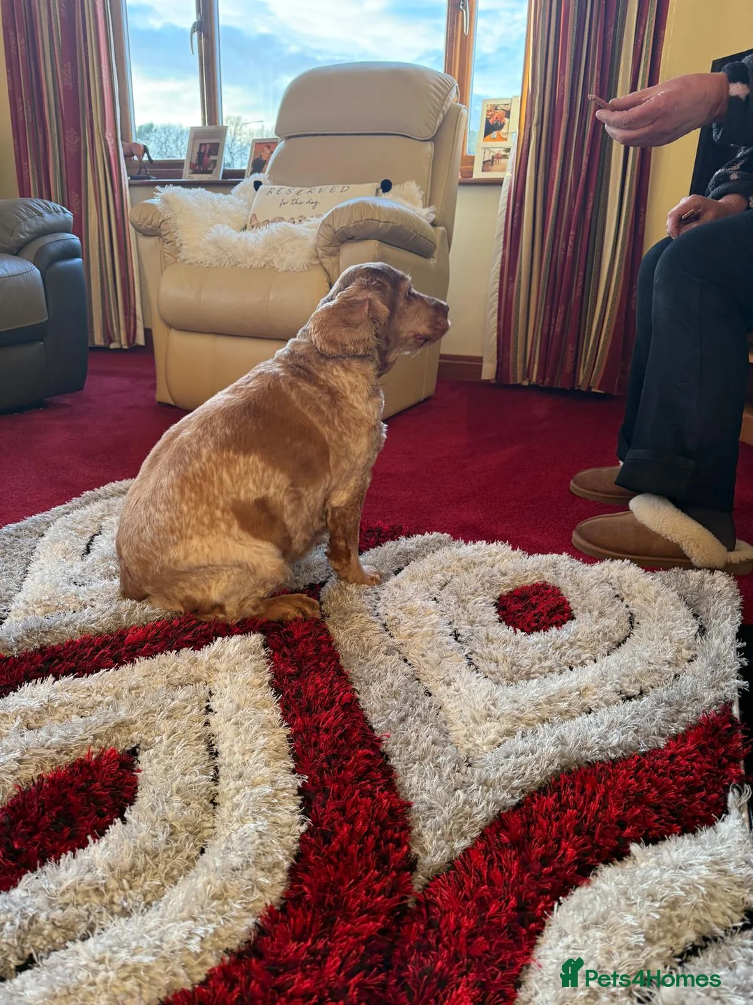 Cocker Spaniel dogs for sale: Female Show Cocker Spaniel - Advert 10