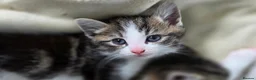 Mixed Breed cats for sale: Three beautiful kittens ready now in Stoke-on-Trent - Advert 14