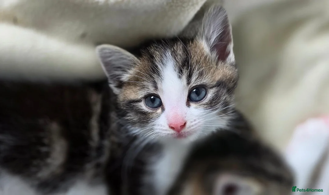 Mixed Breed cats for sale: Three beautiful kittens ready now in Stoke-on-Trent - Advert 14