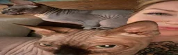Sphynx cats for sale: Sphynx Kittens - Advert 34