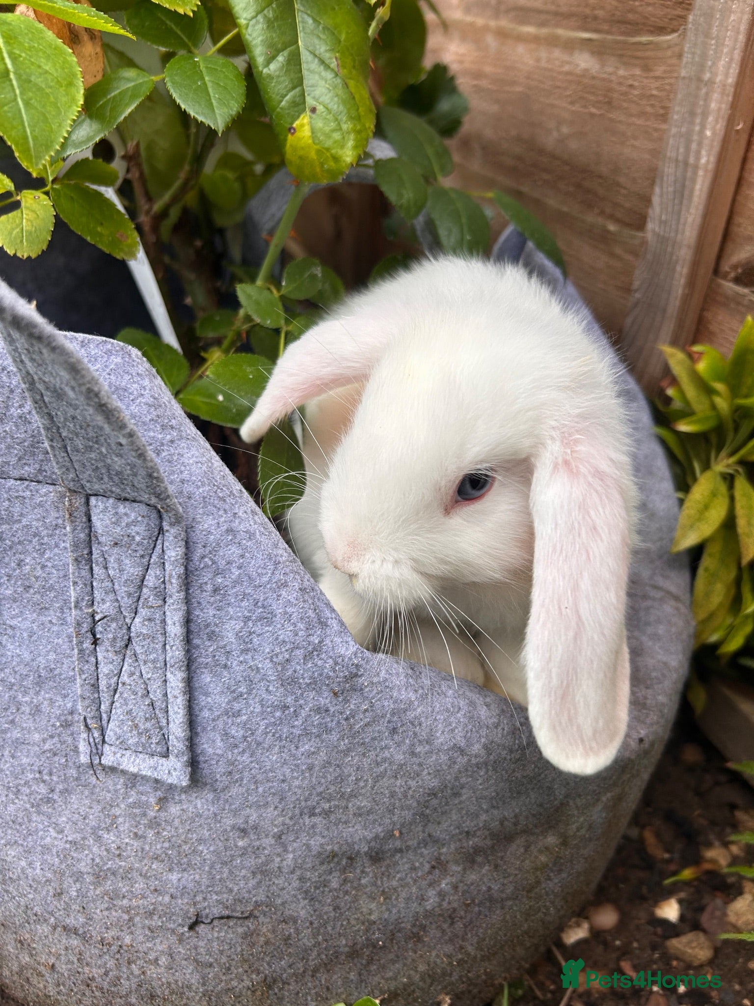 Mini Lop rabbits Mini Lop Boy – 11 Weeks Old - Advert 1