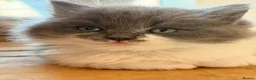 Ragdoll cats for sale: 🤍Exquisite 87.5% Ragdoll Kittens. Rare colours - Advert 12