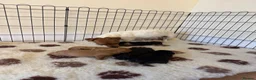 Jackapoo dogs for sale: F1 miniature jackspoos  in Pickering - Advert 7