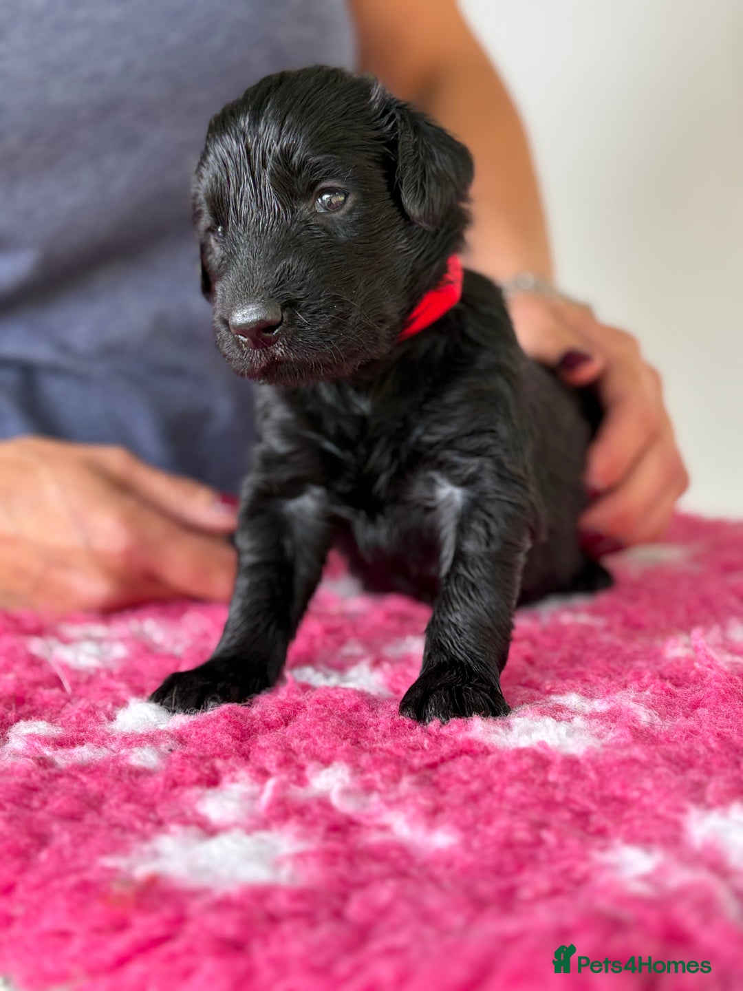Flat coated Retriever dogs for sale: Beautiful home reared pups  - Image 7