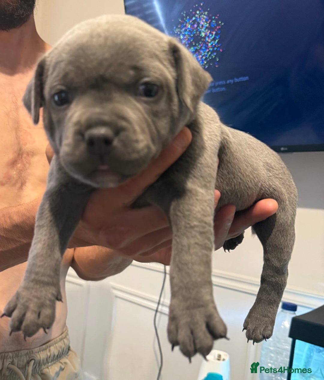 Staffordshire Bull Terrier dogs for sale: READY NOW 1 gorgeous blue staffy puppy left  - Image 21