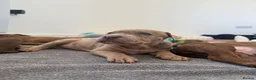 Mixed Breed dogs for sale: Ready now! staffy x cane corso x american bulldog - Advert 7