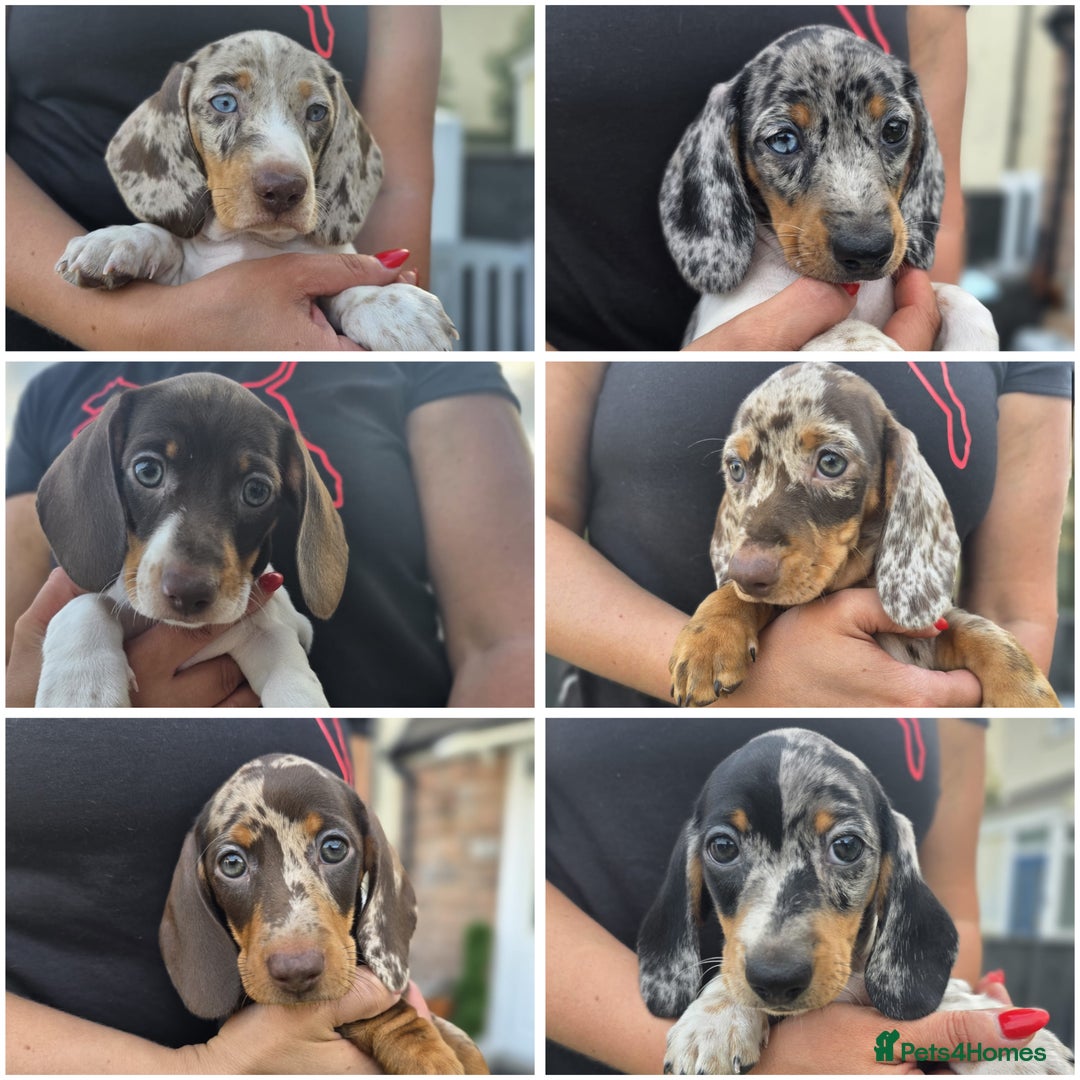 Dachshund dogs for sale: Beautiful piebald and dapple dachshund puppies  - Image 2