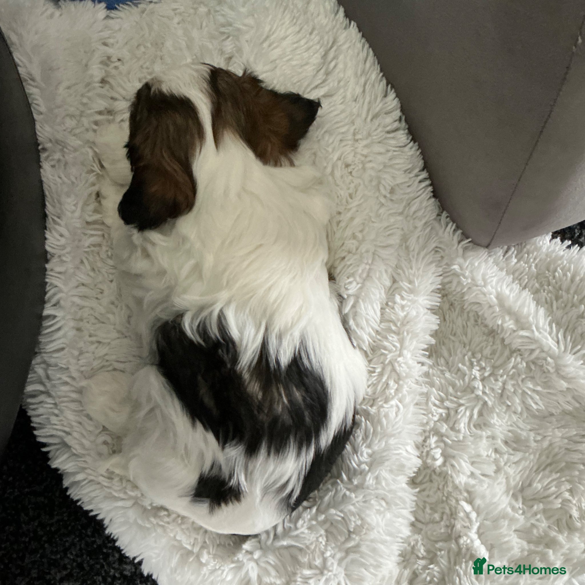Mixed Breed dogs for sale: Havanese mix  - Advert 3