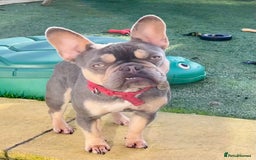 French Bulldog dogs for sale: Rosie needs a loving home - Image 4