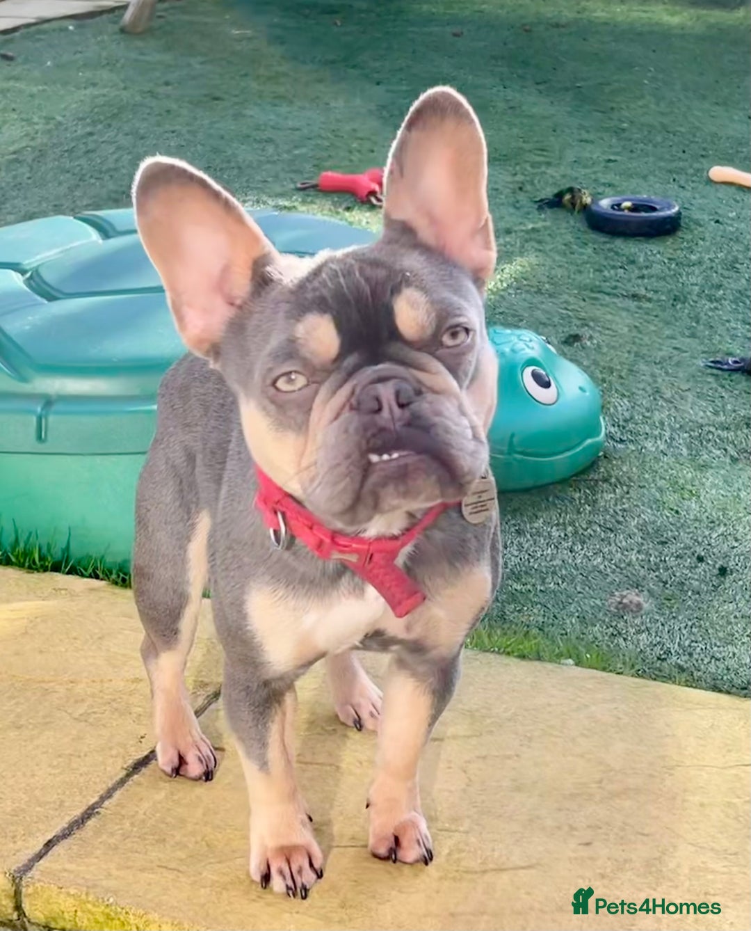 French Bulldog dogs for sale: Rosie needs a loving home - Image 4