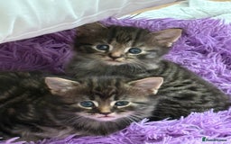 British Longhair cats for sale: Beautiful kittens for sale - Image 7