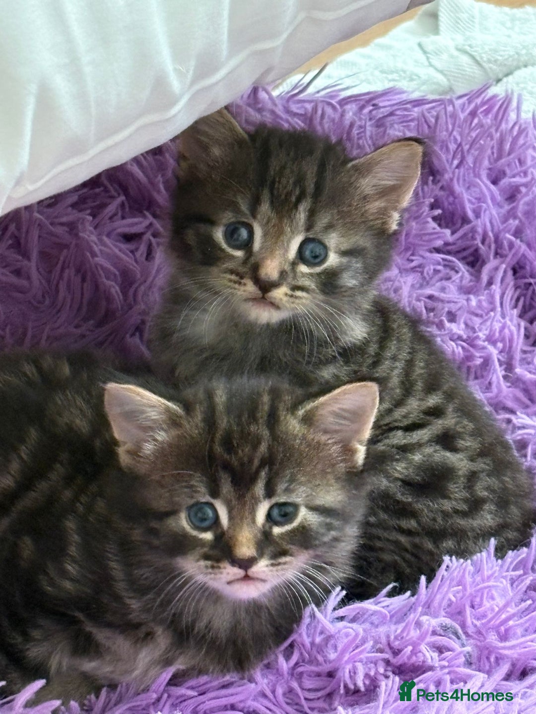British Longhair cats for sale: Beautiful kittens for sale - Image 7