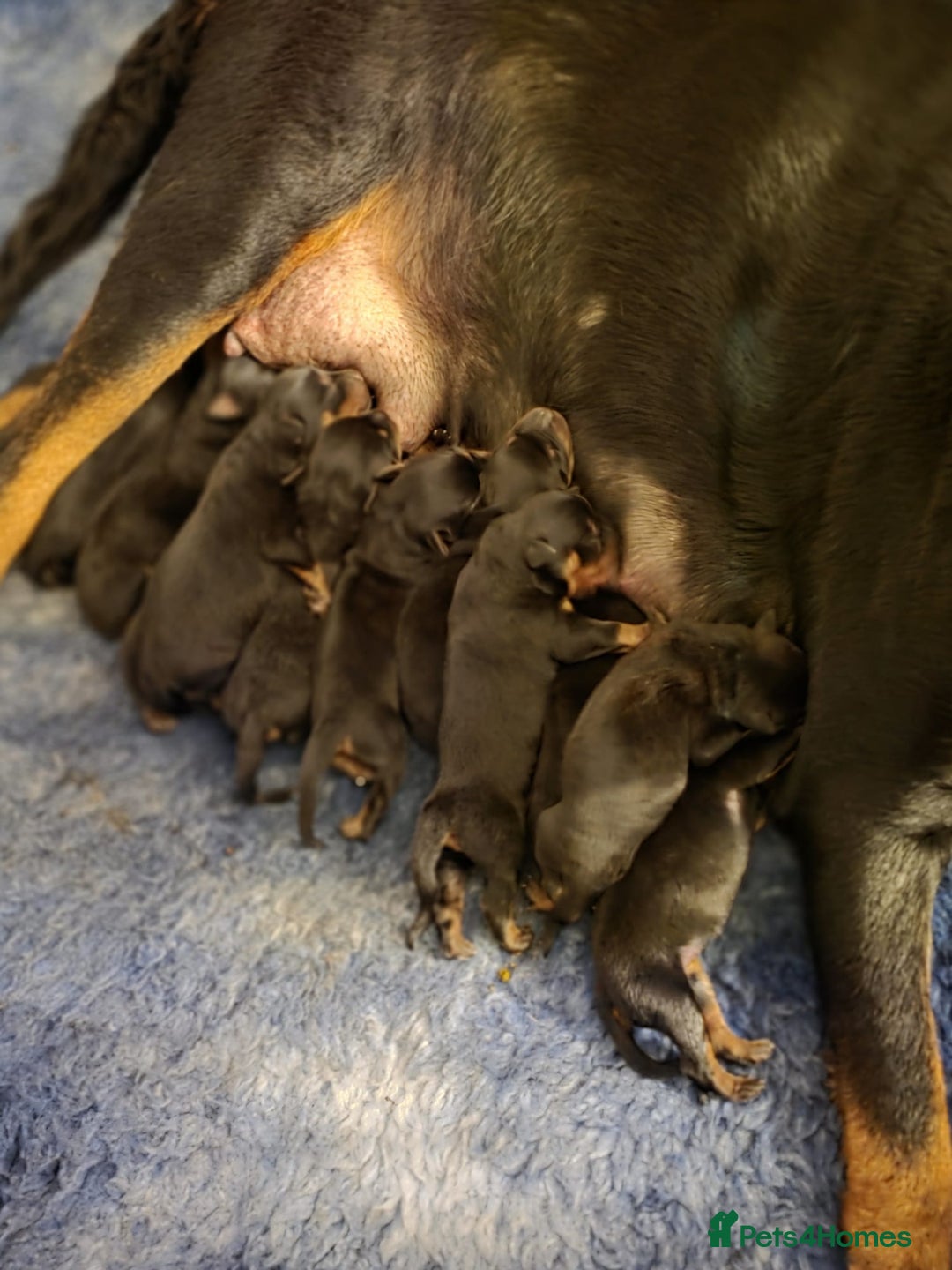 Rottweiler dogs for sale: Stunning KC REGISTERED chunky rottweiler  - Advert 5