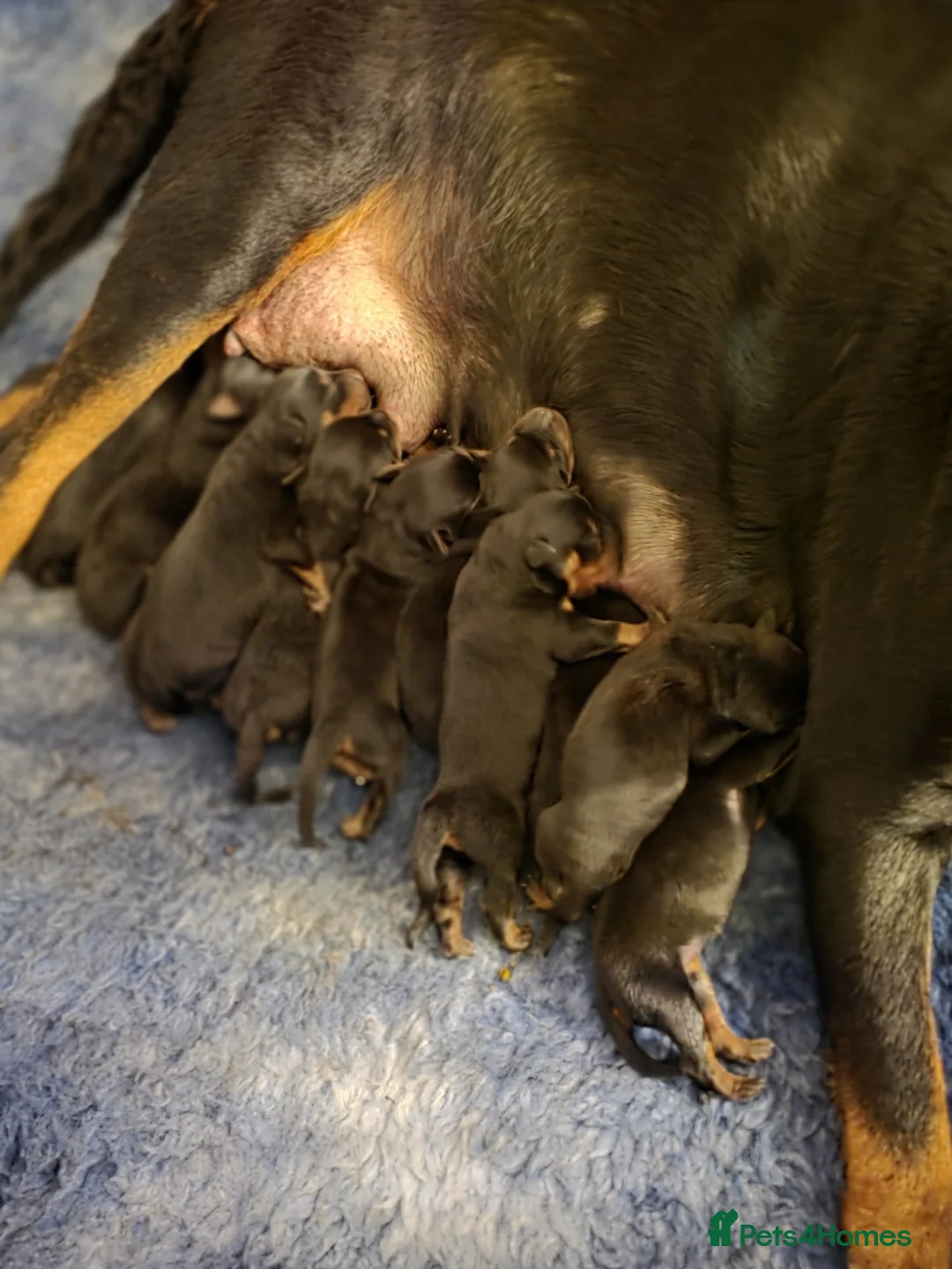 Rottweiler dogs for sale: Stunning KC REGISTERED chunky rottweiler  - Advert 31