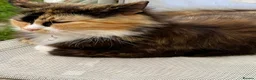 Mixed Breed cats for sale: Gorgeous kittens looking for homes - Advert 6
