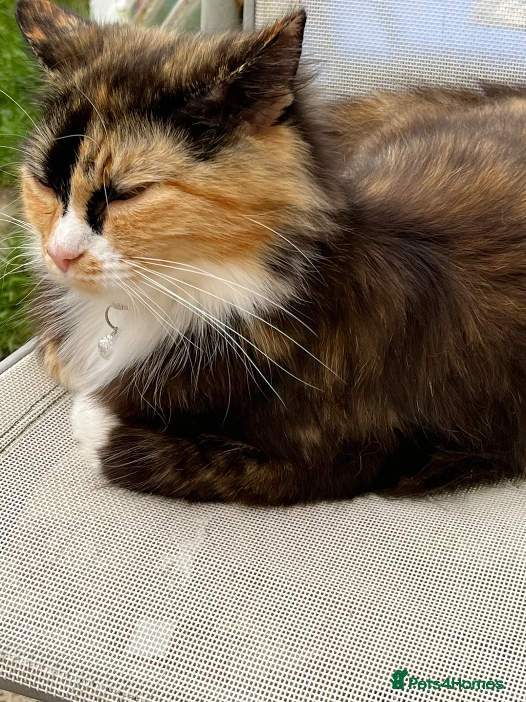 Mixed Breed cats for sale: Gorgeous kittens looking for homes - Advert 6