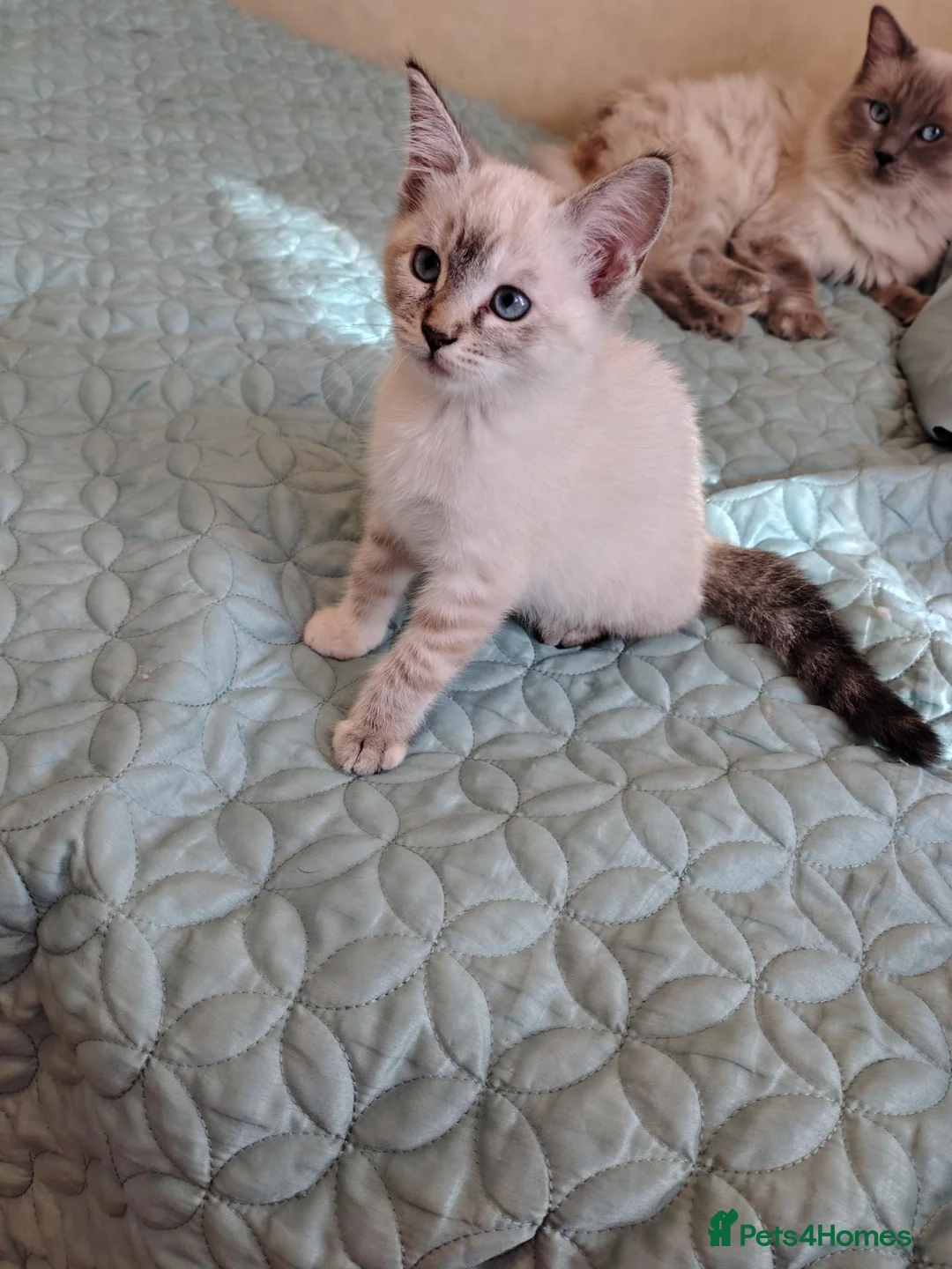 Mixed Breed cats for sale: Blue eyed ragdoll mix kittens - Advert 2