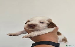 Cocker Spaniel dogs for sale: Kc registered health tested SHOW cocker spainel  - Image 4