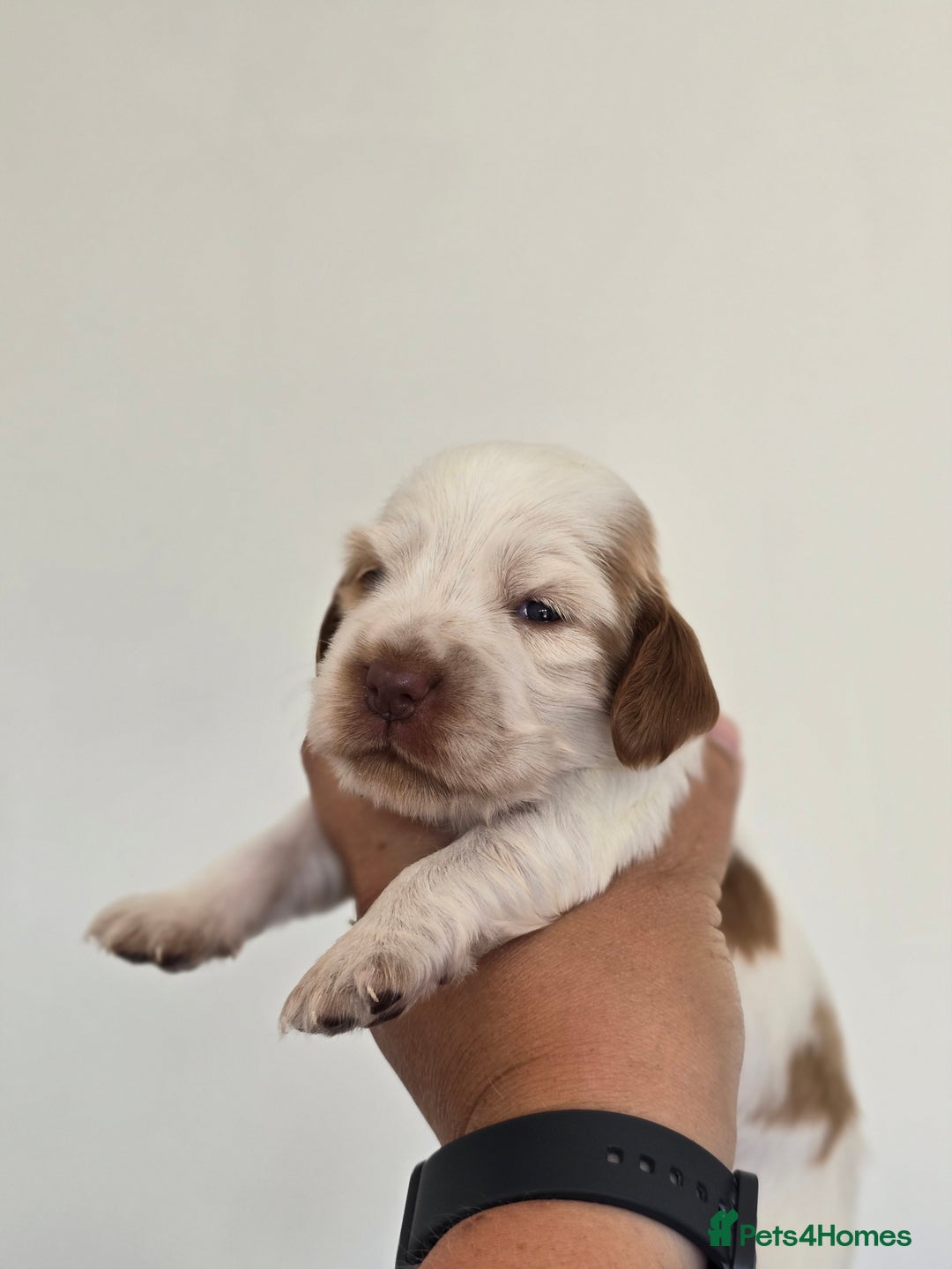 Cocker Spaniel dogs for sale: Kc registered health tested SHOW cocker spainel  - Image 4