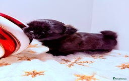 Shih Tzu dogs for sale: 3x Beautiful Pedigree Imperial Shih Tzu Girls - Advert 3