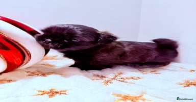 Shih Tzu dogs 3x Beautiful Pedigree Imperial Shih Tzu Girls - Advert 11