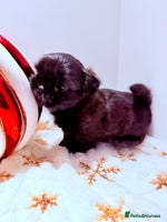 Shih Tzu dogs 3x Beautiful Pedigree Imperial Shih Tzu Girls - Advert 2