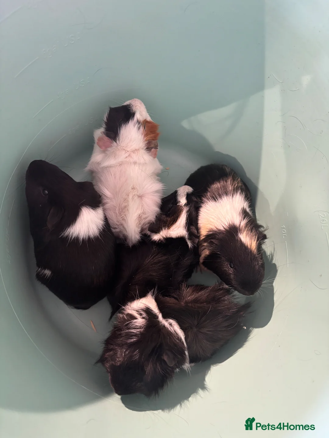 Guinea Pig rodents for sale: Male Guinea pigs in Chesterfield - Advert 1