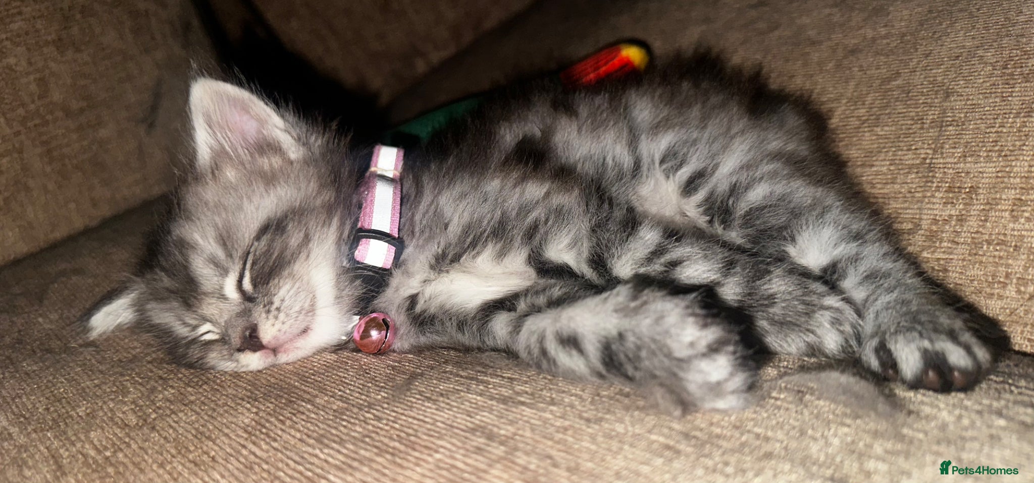 Maine Coon cats 6 Beautiful GCCF Registered Maine Coon Kittens - Advert 2