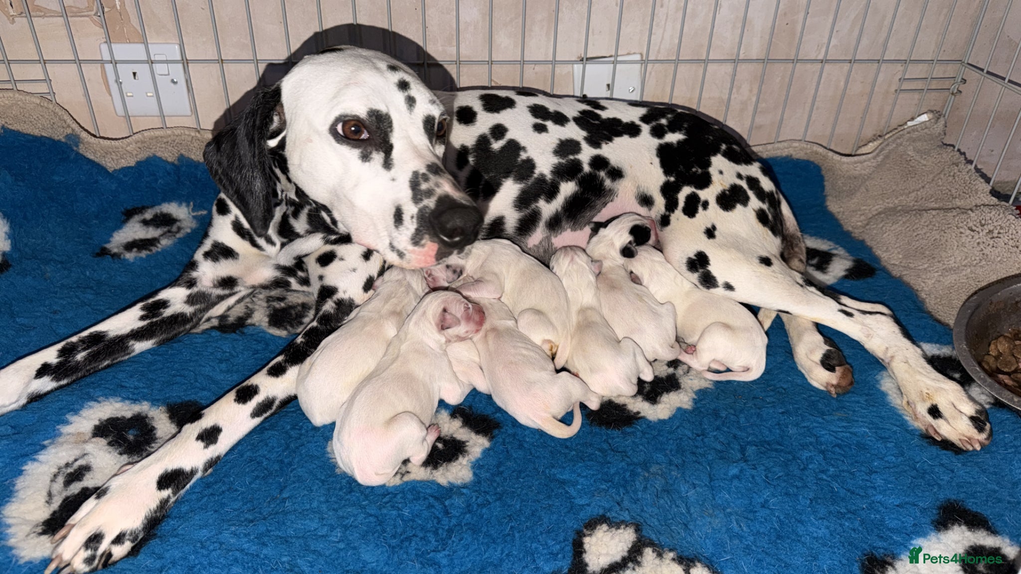 Dalmatian dogs  🐾✨DALMATION PUPPIES Perdy and Pongos - Advert 1