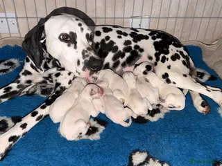Dalmatian dogs 🐾✨DALMATION PUPPIES Perdy and Pongos - Advert 7