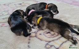 Miniature Schnauzer dogs for sale: Beautiful KC Reg. Miniature Schnauzer Puppies - Advert 5