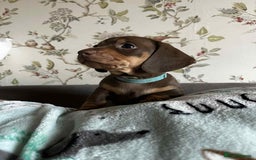 Miniature Dachshund dogs for sale: Miniature Dachshund puppies - Image 3