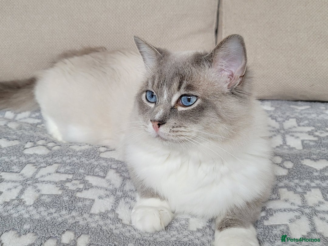 Ragdoll cats for stud: GCCF/TICA Active ragdoll stud. 3 visits in Farnborough - Image 3