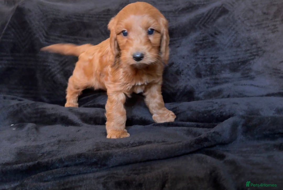 Cockapoo dogs for sale: Ready now F1 cockapoo puppies  - Advert 7