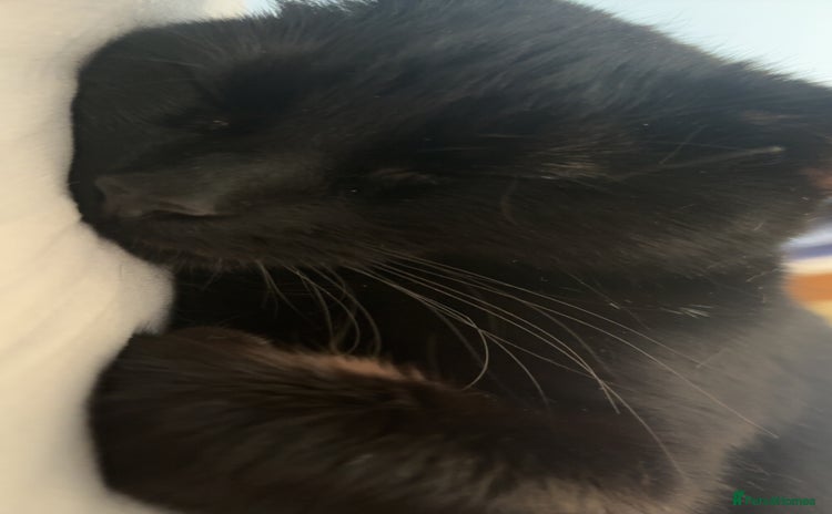 Domestic Shorthair cats - Advert 6