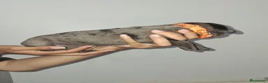 Mixed Breed 3