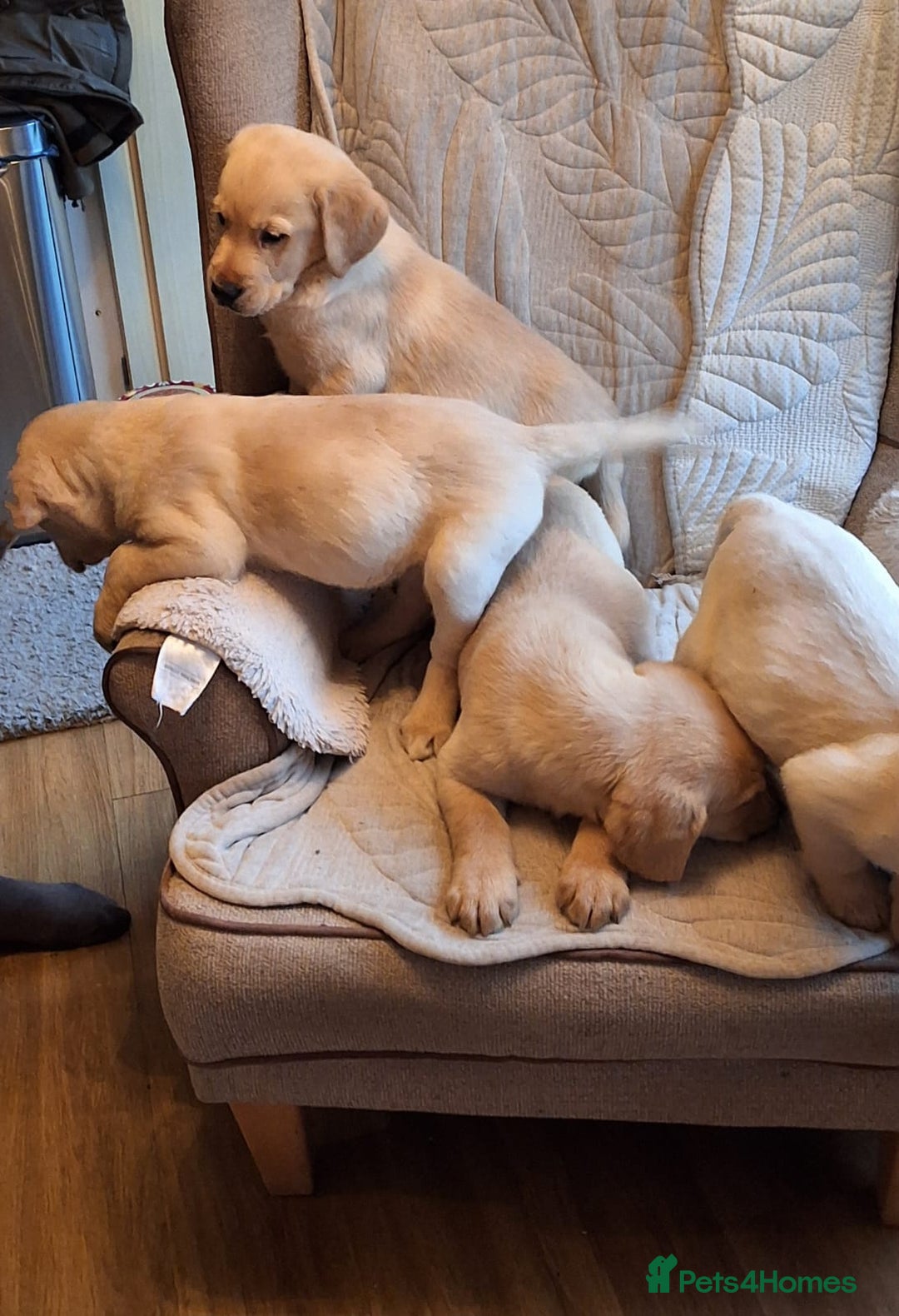 Goldador dogs for sale: Goldador puppies  - Advert 15