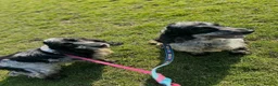 Cocker Spaniel dogs for sale: Stunning show type girl available to a lovely home - Advert 8