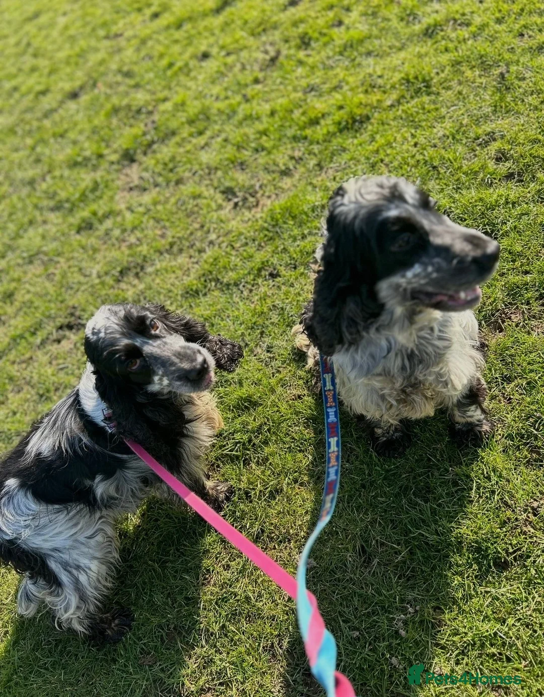 Cocker Spaniel dogs for sale: Stunning show type girl available to a lovely home - Advert 8